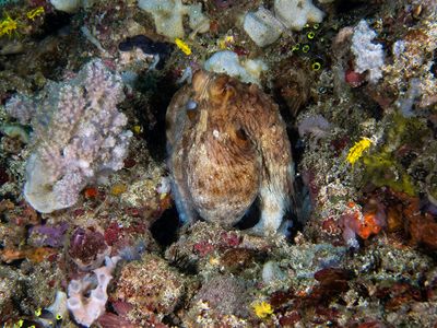 Anilao Philippines March 2025