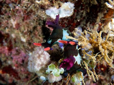 Anilao Philippines March 2025