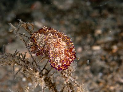 Anilao Philippines March 2025