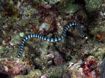 Anilao Philippines March 2025