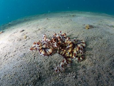 Mimic Octopus