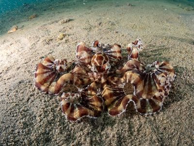 Mimic Octopus