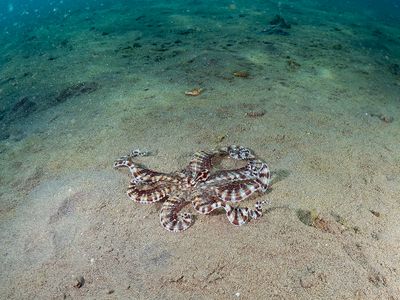 Mimic Octopus