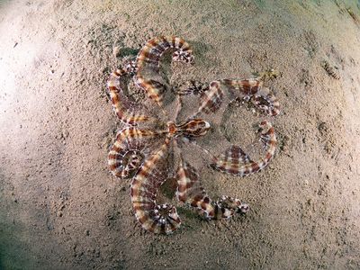 Mimic Octopus