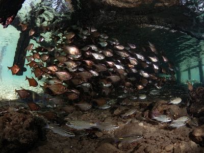 P1013422s.jpg