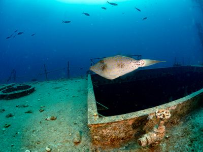 Eilat 2025