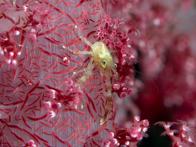 Red Sea June 2019