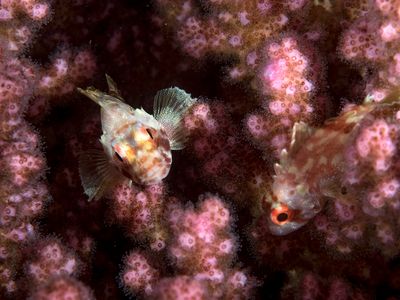 Red Sea June 2019
