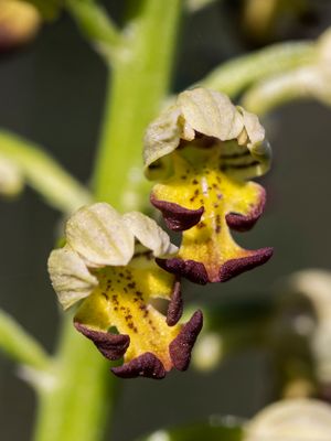 Orchis Punctulata