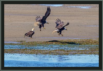 _DSC9414-2-24up-on.jpg