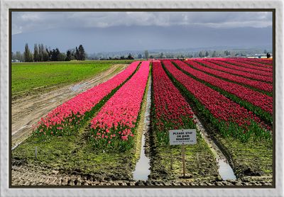 _DSC4771-2-25-2.jpg