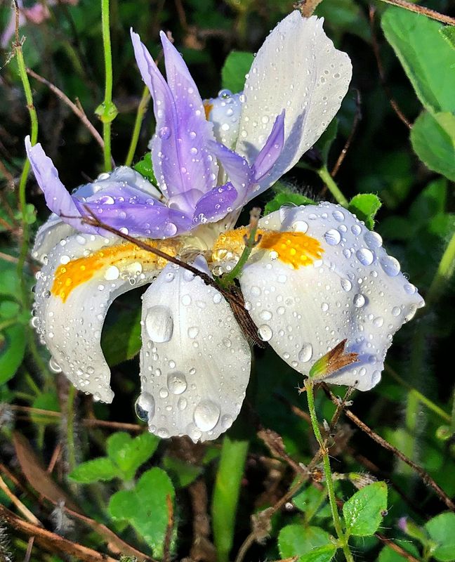 Raindrops