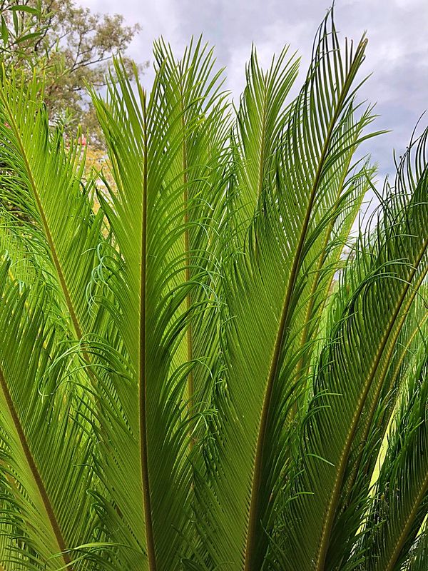 palm