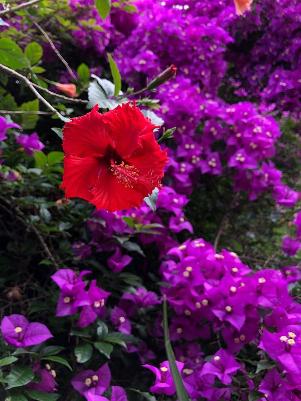 Purple and Red