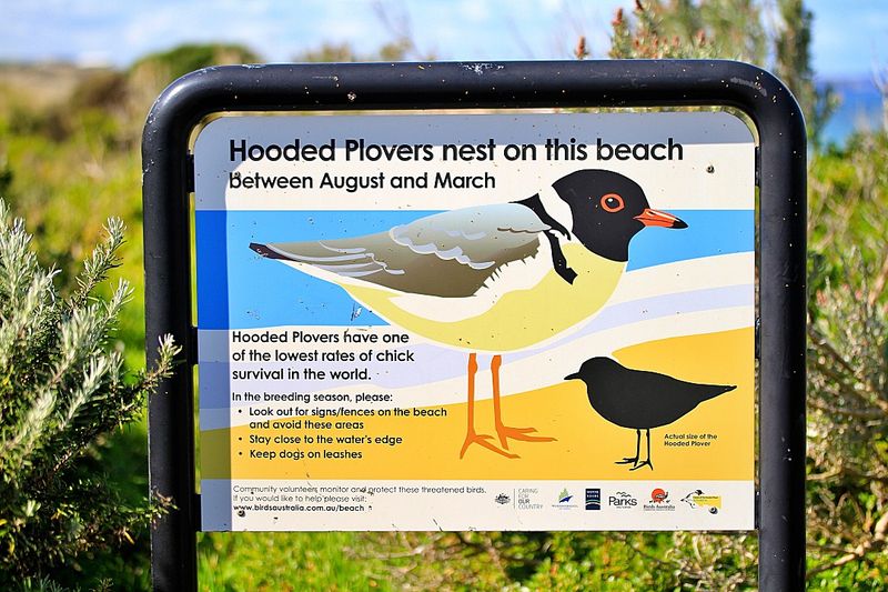 Hooded Plovers.