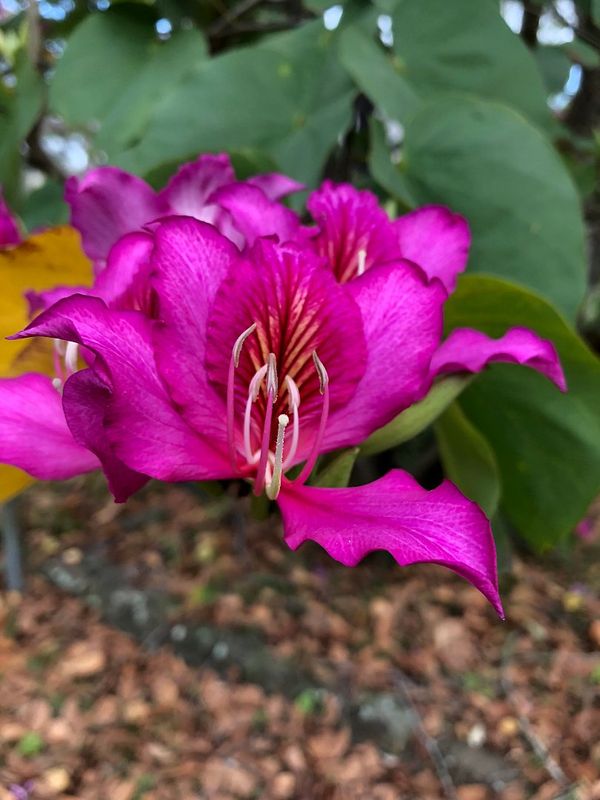 Bauhinia ~The Orchid Tree