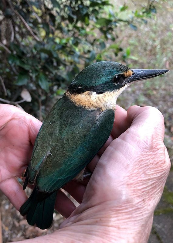 Kingfisher.