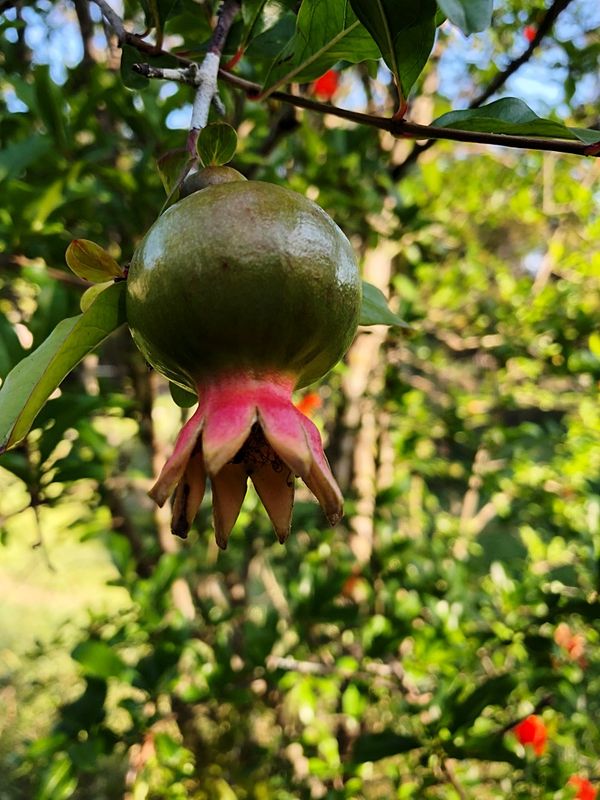 Pomegranate