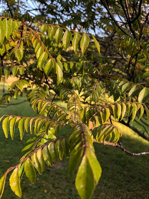 Curry Tree