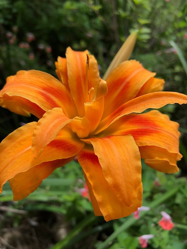 Daylily.