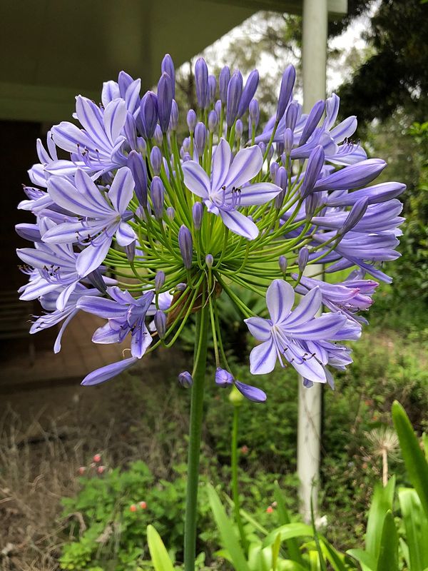 Agapanthus first bloom of 2024