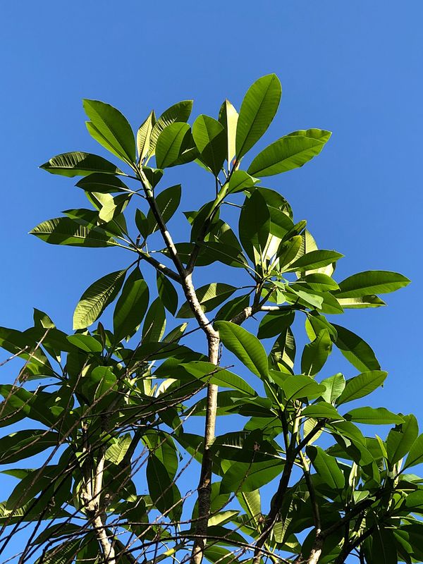 Frangipani and Blue Sky