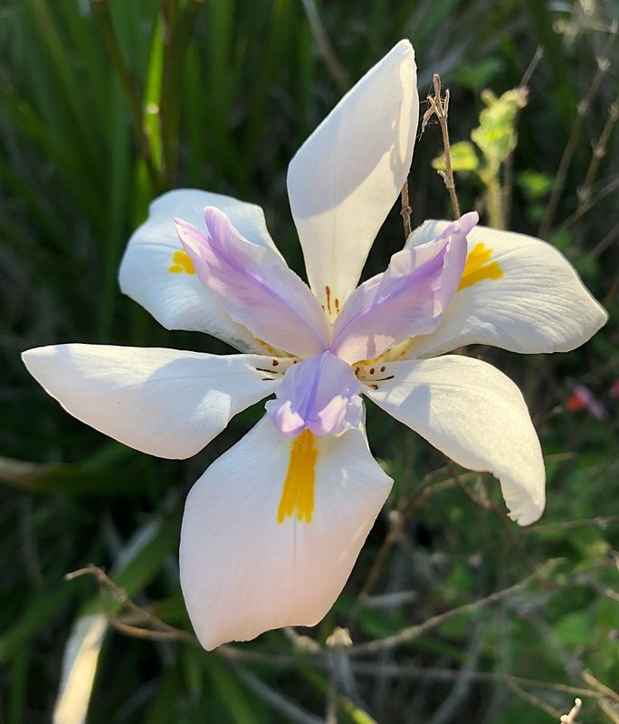 Butterfly Iris Dietes Iridiodes 