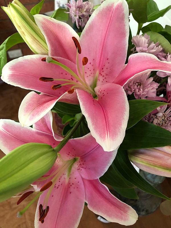 Pink Lily