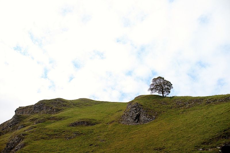 Solitary Tree, Peaks District