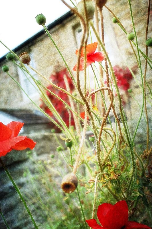 Churchyard, Romaldkirk.