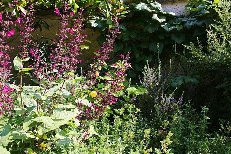 A pretty border garden. RHS Rosemoor Gardens, Devon