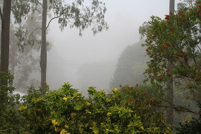 November Challenge 2022 ~ A Song, Poem or Haiku