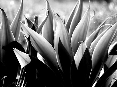 Agave in  b:w