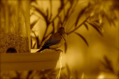finches