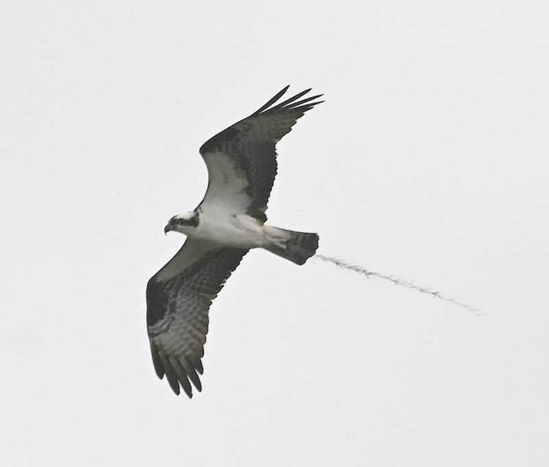 DSC_2930b.jpg