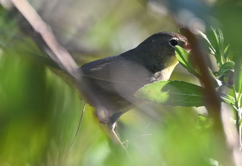 DSC_3813b.jpg