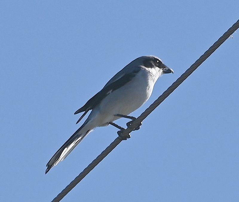 DSC_4077b.jpg
