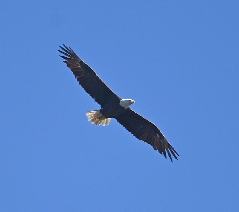 DSC_4111b.jpg