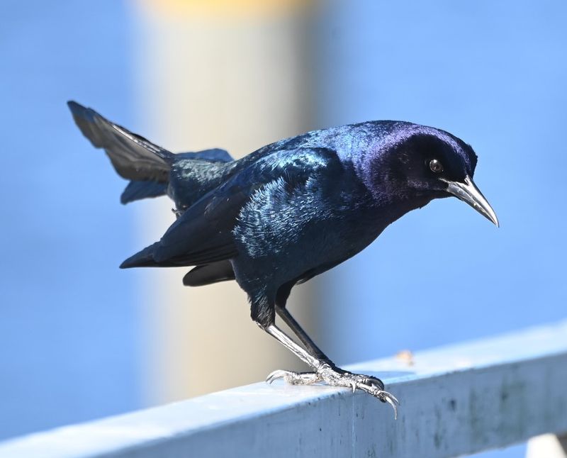DSC_4163b.jpg