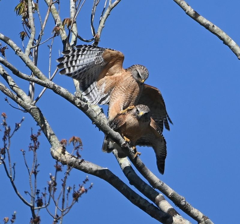 DSC_4253b.jpg