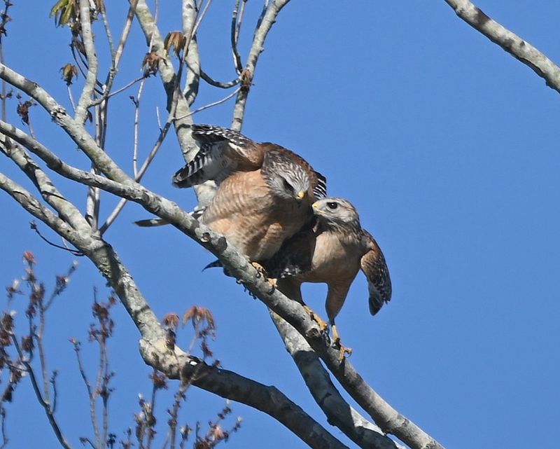 DSC_4283b.jpg