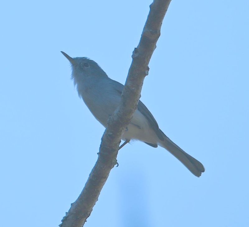 DSC_4360b.jpg