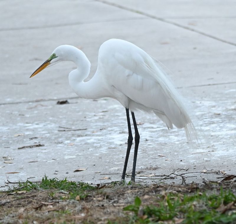 DSC_4477b.jpg