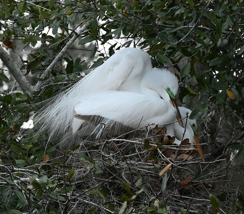 DSC_4531b.jpg