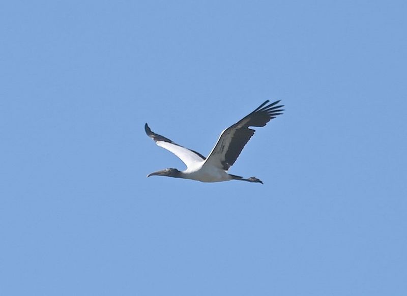 DSC_4573b.jpg
