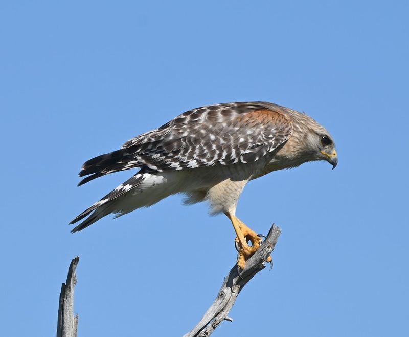 DSC_4612b.jpg