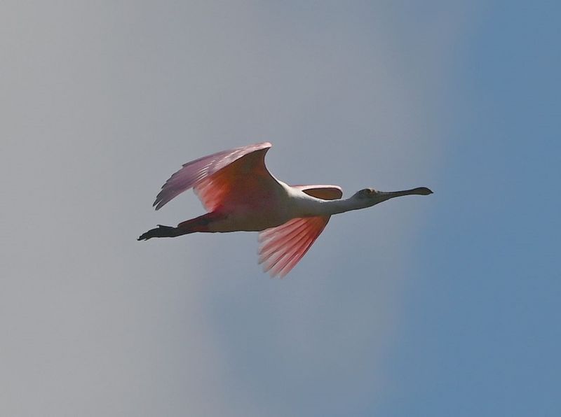 DSC_4663b.jpg