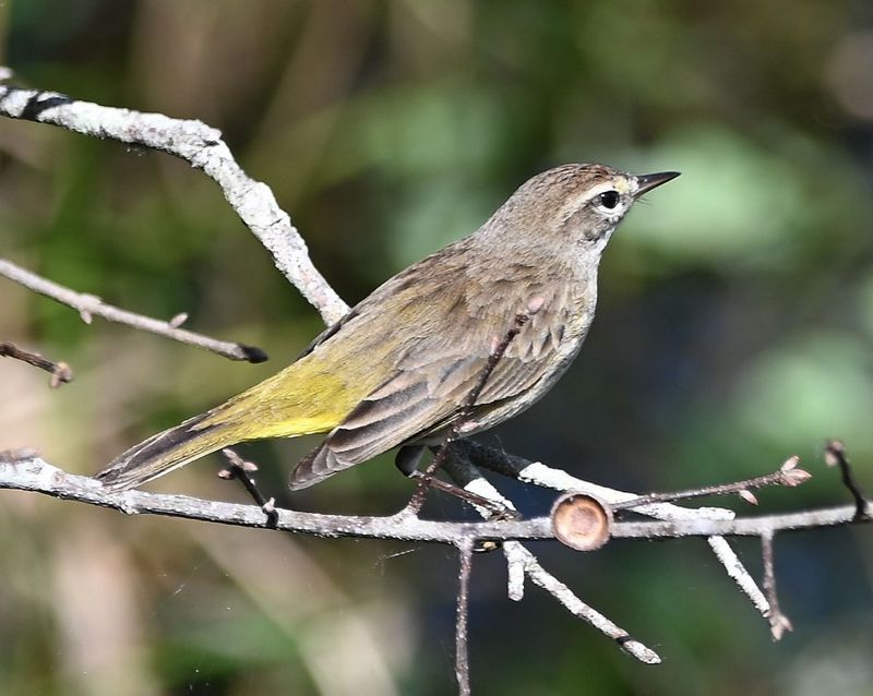 DSC_4723b.jpg
