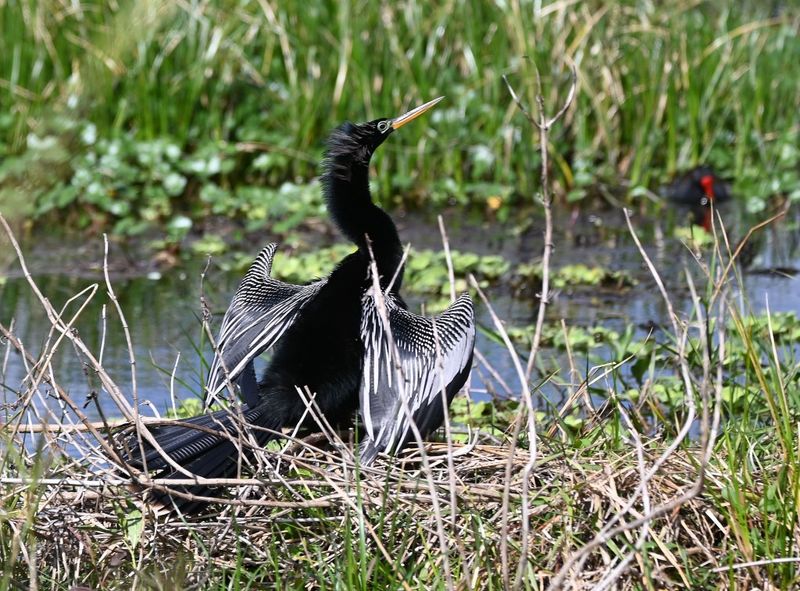 DSC_4800b.jpg