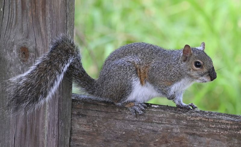 DSC_4879b.jpg
